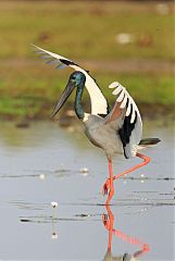 Black-necked Stork